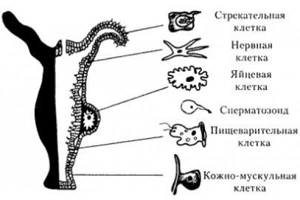 Блэк спрут сайт tor wiki online